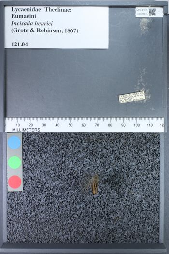 Media type: image;   Entomology 72161